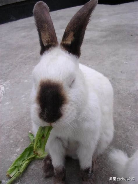 養兔子需要什麼